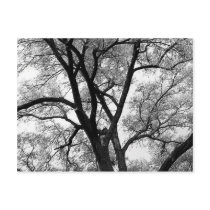 The Limbs of Nature Postcards