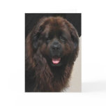 The Linderhof Newfie Greeting Cards