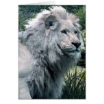 The Lion Greeting Card