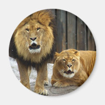 The Lion Duet Roaring at the Snow Flakes! Fridge Magnets