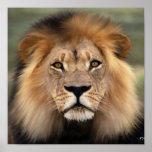 The Lion Posters