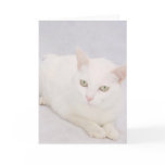 The Little White Cat Cards