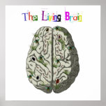 The Living Brain Posters