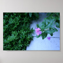 The lone branch. posters