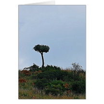 The Lone Cabbage Tree Card