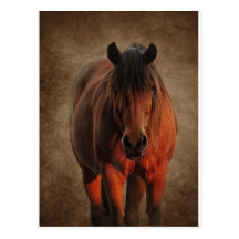 The Lone Stallion Post Cards