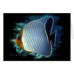The Loner-Butterfly Fish Cards
