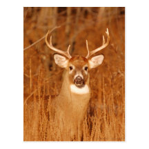 The Long Neck of Old Mule Deer Buck Post Card