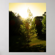 The Lovely Tree Print