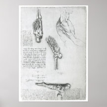 The Lower Extremity and Surface Muscles Posters