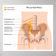 The Lumbar plexus poster