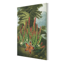 The Maggot-Bearing Stapelia, engraved by Stadler, Gallery Wrapped Canvas