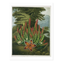 The Maggot-Bearing Stapelia, engraved by Stadler, Postcard