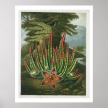 The Maggot-Bearing Stapelia, engraved by Stadler, Posters