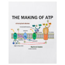 The Making Of ATP (Light-Dependent Photosynthesis)