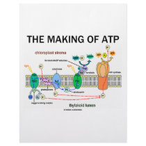 The Making Of ATP (Light-Dependent Photosynthesis)