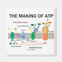 The Making Of ATP (Light-Dependent Photosynthesis) Refrigerator Magnets