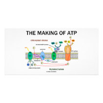 The Making Of ATP (Light-Dependent Photosynthesis)
