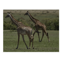 The Mara Postcard