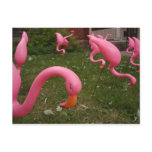 The March Of The Pink Flamingos Postcard