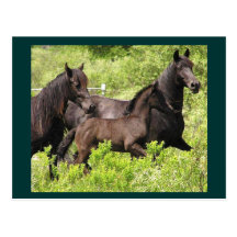 The Mares Postcard