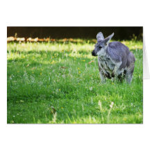 The Marsupial Greeting Cards
