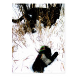 The Mitten Ukrainian Folk Tale Postcards
