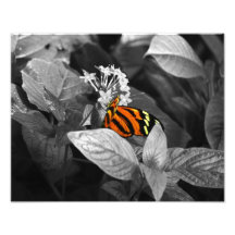 The Monarch Photo Print