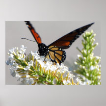 The Monarch Posters