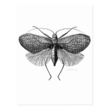 The Moth Man Prophesy Post Cards