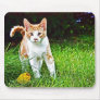 The Neighbour's Cat