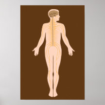 The nervous system Poster