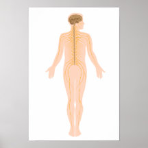 The nervous system poster
