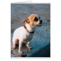 the New Yorker Greeting Card
