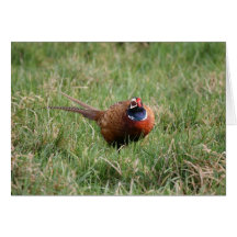 The Noisy Pheasant Card