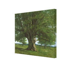 The Oak of Flagey, called Vercingetorix Gallery Wrap Canvas