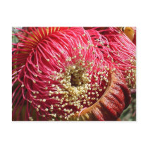 The Ooldea Mallee Gift Range Postcards