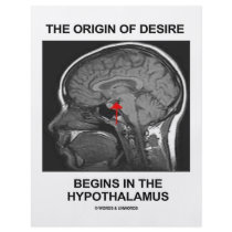 The Origin Of Desire Begins In the Hypothalamus