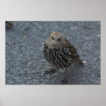 The Original Angry Bird?? Print