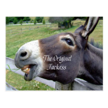 The Original Jackass Funny Donkey Mule Farm Animal Postcard