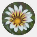 The Painted Daisy Round Sticker