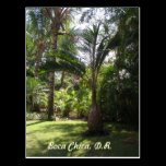 The Palms of Boca Chica postcards