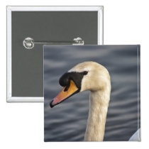 The Peaceful Swan buttons
