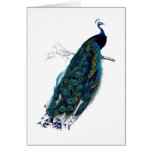 The Peacock Collection cards