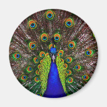 The Peacock Fridge Magnet