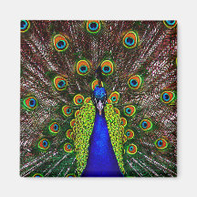 The Peacock Fridge Magnet