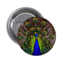 The Peacock Pin