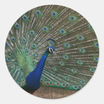 The Peacock Round Sticker