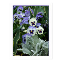 The Perfect Pansy Postcard