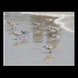 the pied piper postcards